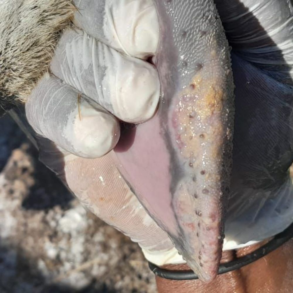 Foot and mouth disease south african cattle 2026 Vet House Veterinary House Hospital Kwazulu-natal
