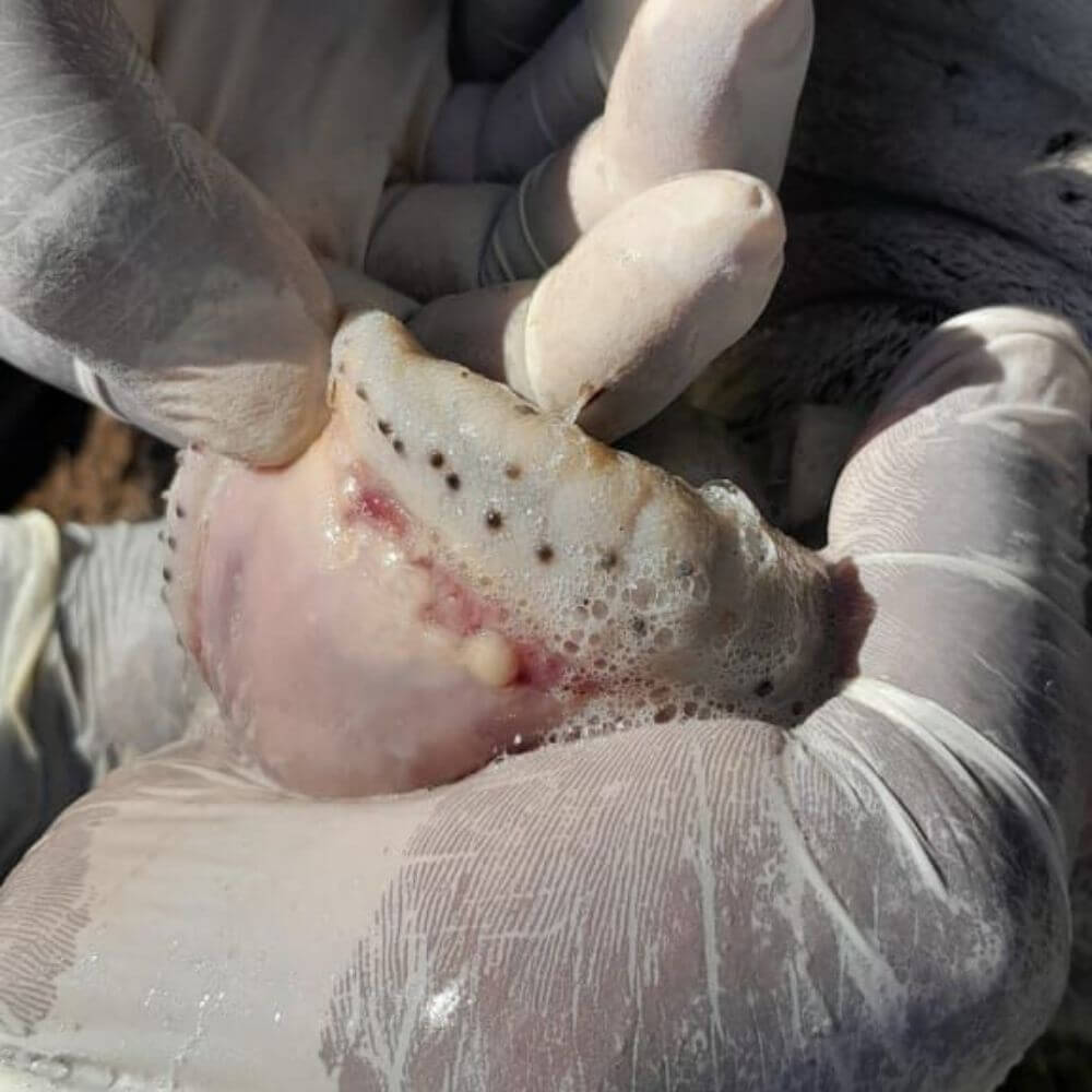 Foot and mouth disease south african cattle 2026 Vet House Veterinary House Hospital Kwazulu-natal