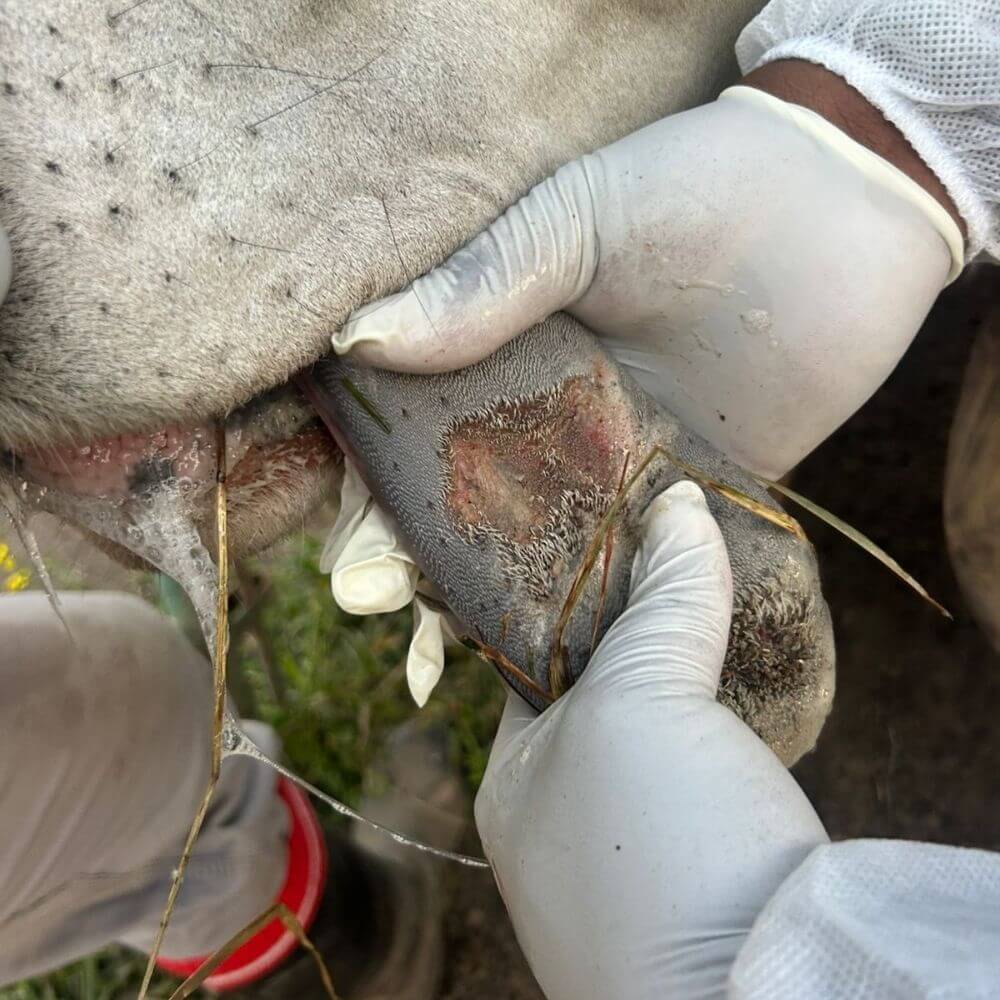 Foot and mouth disease south african cattle 2026 Vet House Veterinary House Hospital Kwazulu-natal