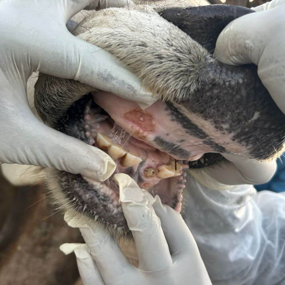 Foot and mouth disease south african cattle 2026 Vet House Veterinary House Hospital Kwazulu-natal