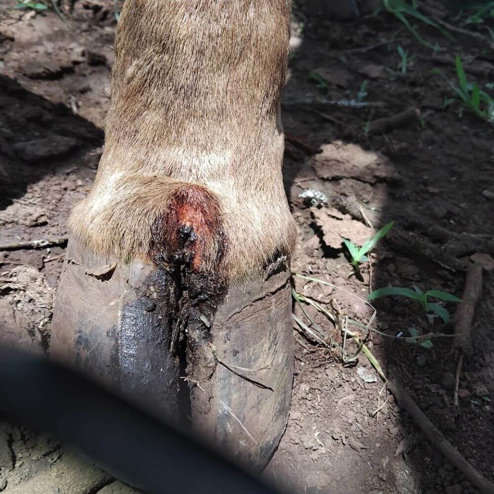 Foot and mouth disease south african cattle 2026 Vet House Veterinary House Hospital Kwazulu-natal