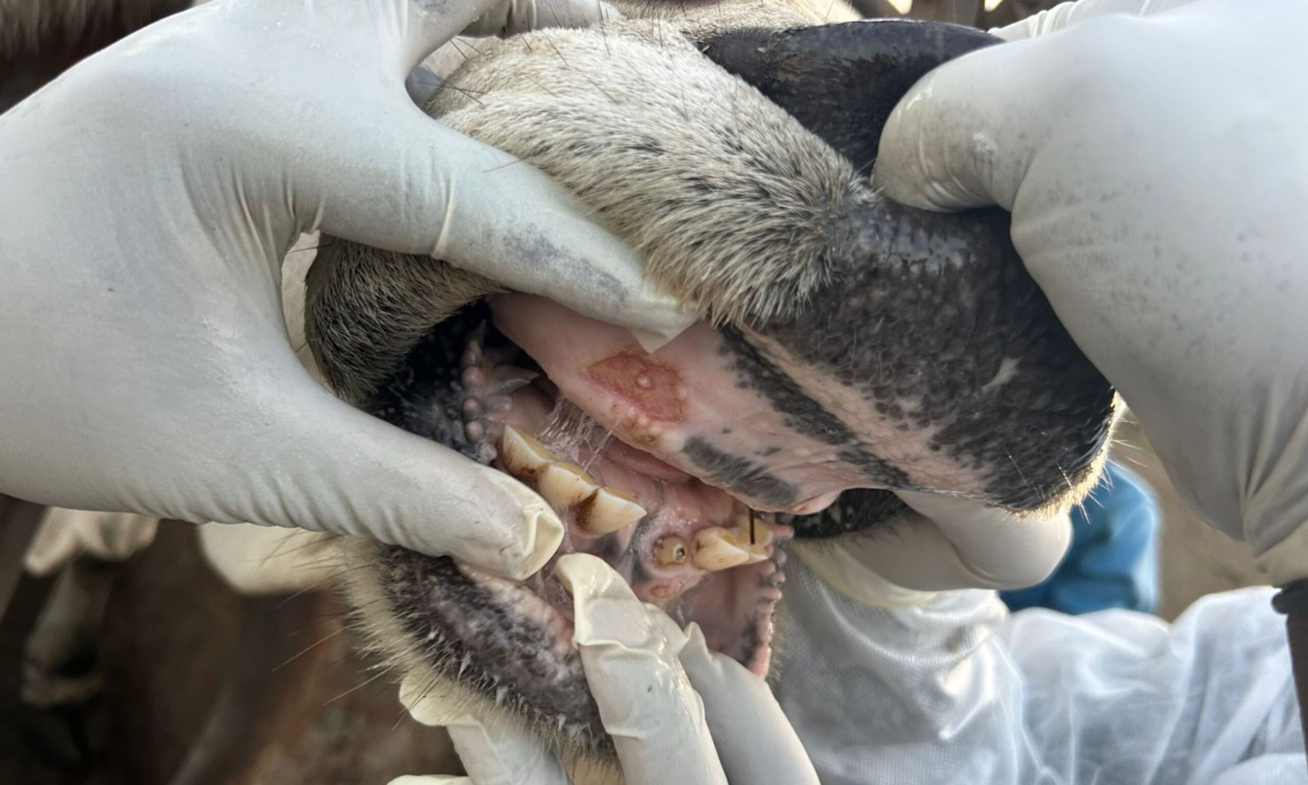 Foot and Mouth Disease in South Africa 2026: symptoms, spread, biosecurity, vaccination updates and correct disinfectants to protect livestock and farms.